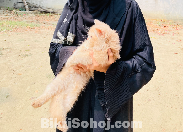 পার্সিয়ান বিড়াল